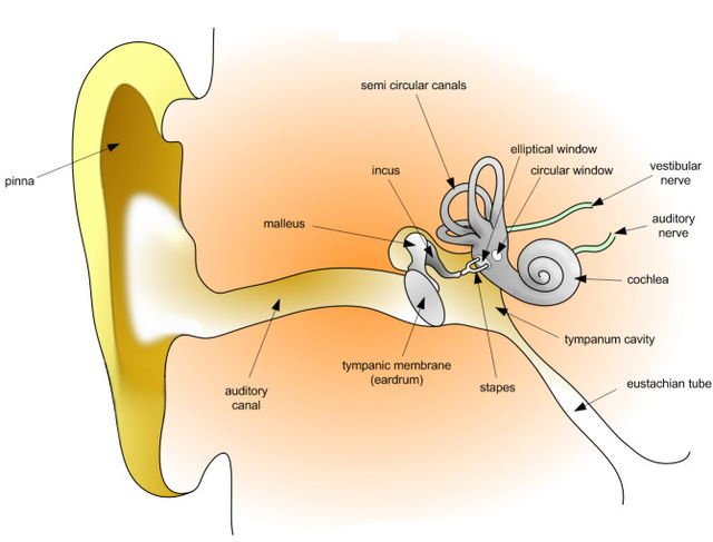 Labelled anatomy of the human ear including cochlea and auditory nerve